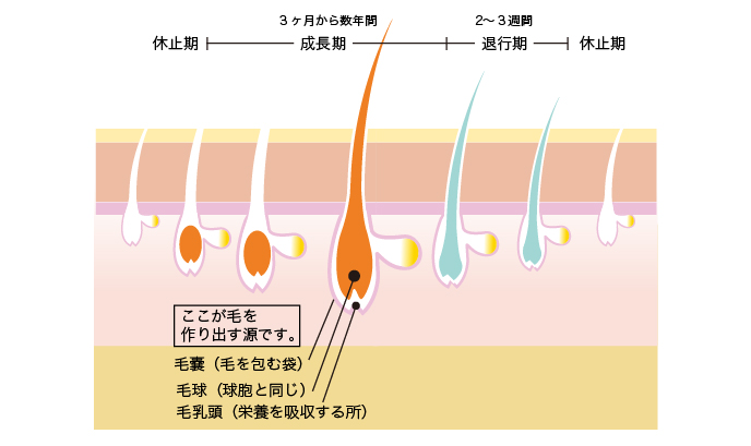 ■毛周期とは