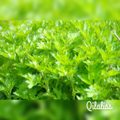 Qilaliss(キラリス)のこだわり